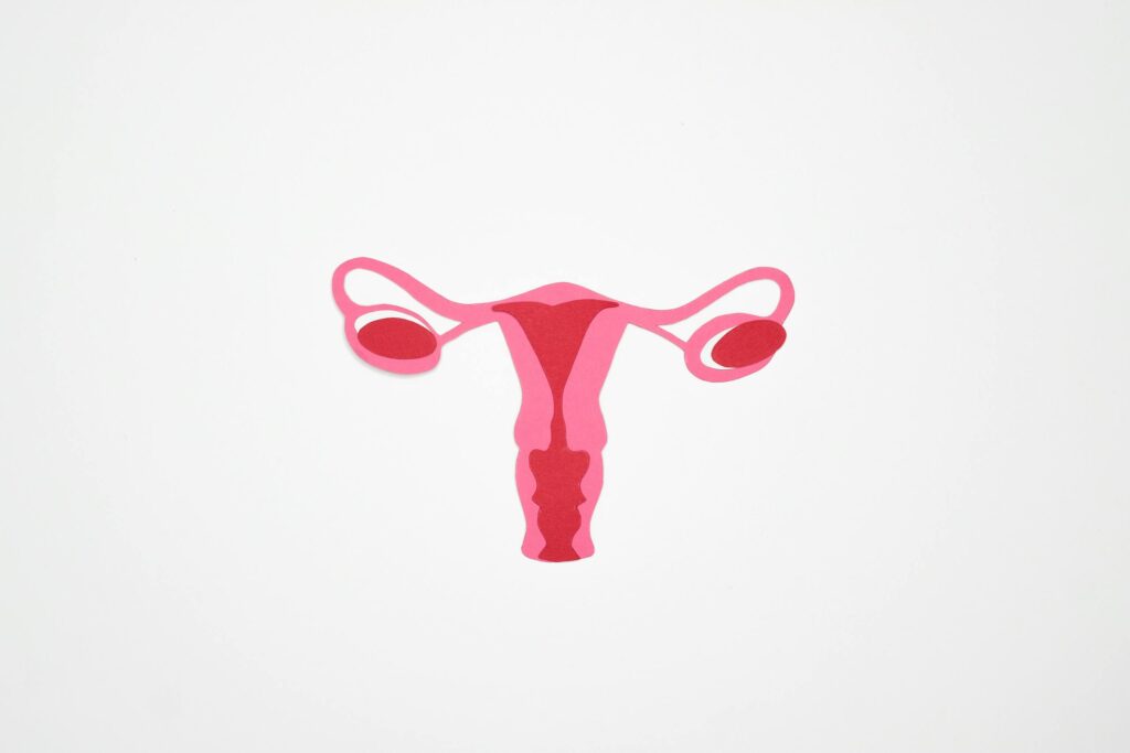 Minimalist graphic illustration of the female reproductive system in shades of pink on a white background.